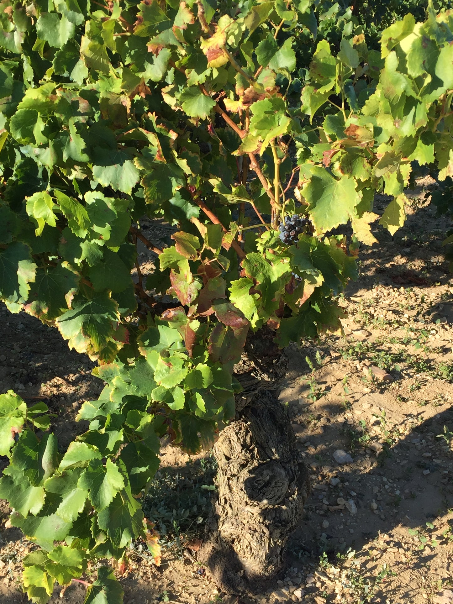 Loire Summer Selections - Virtual Wine Class