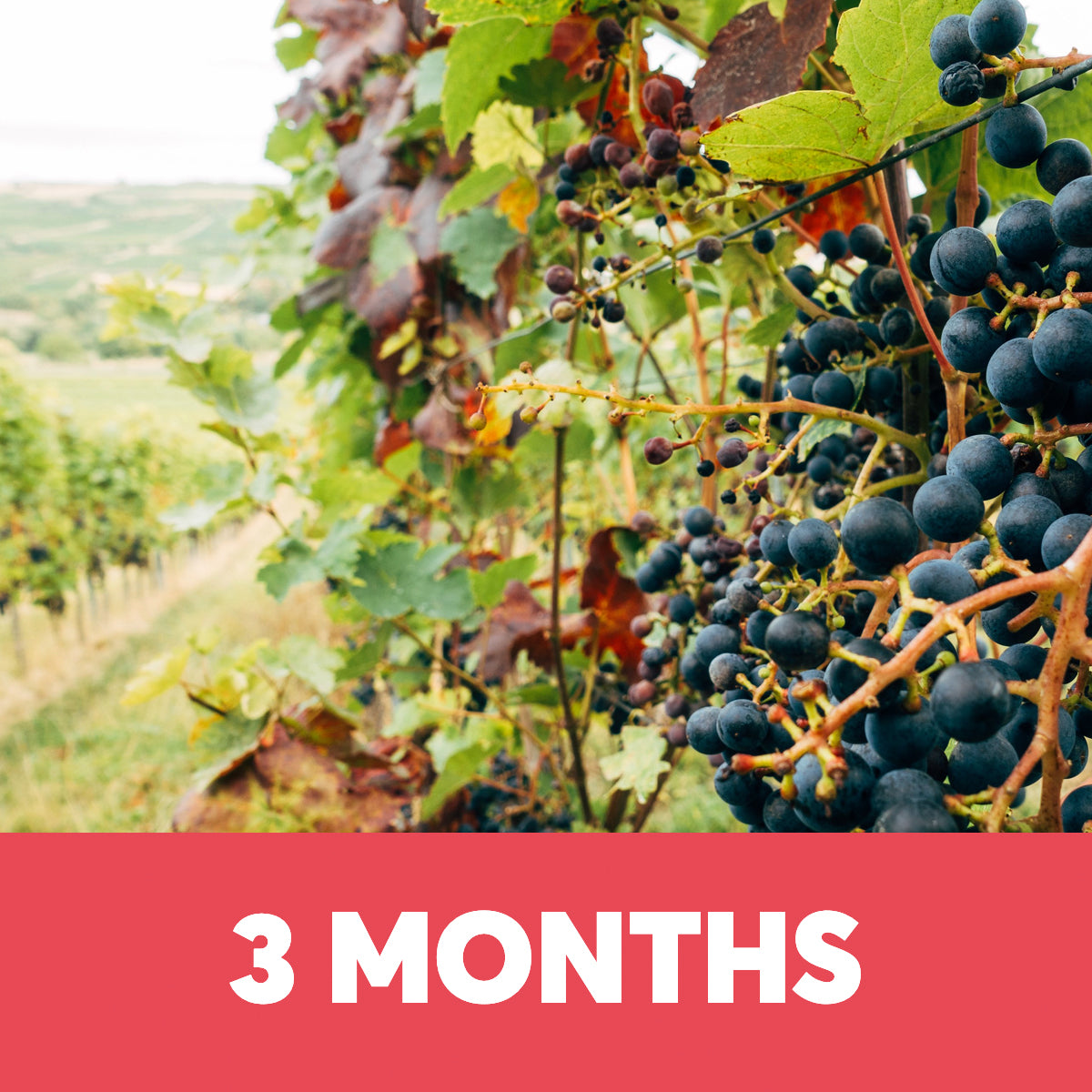 Revive Wine Club - Three Month Subscription