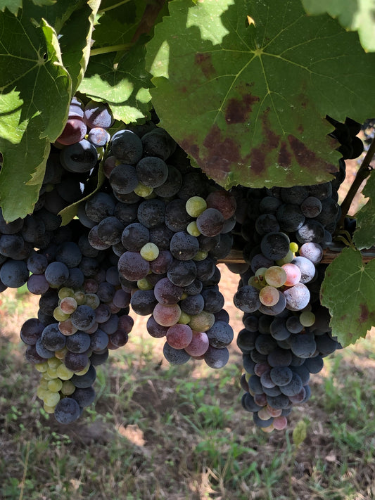 National Red Wine Day & Trivia!